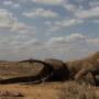 Gajah Botswana Hampir Punah, Pembantaian Mencapai 30 Ribu Ekor