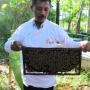 Rasakan Manfaat Madu dengan Konsumsi Madu Berkualitas