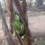 Pohon Pisang Aneh Ini Gegerkan Warga Merangin Jambi