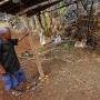 Geger! 18 Kambing di Karanganyar Mati Misterius dalam Semalam