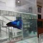 Ikan Cupang, Jenis, Keistimewaan, Sejarah, dan Cara Ternak Ikan Cupang