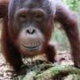 Tak Cuma Manusia, Orangutan di Kalteng Ikut Terserang ISPA Akibat Karhutla