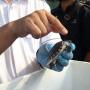 Laris Jadi Obat Kuat, Kura-kura Moncong Babi Diburu Sindikat