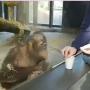 Nonton Sulap, Orang Utan Ini Ketawa Geli Banget