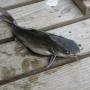 Ngakak Plus Bikin Terharu, Seorang Ayah Batal Potong Ikan Lele Gegara Ini