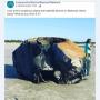 Diduga Pesawat Luar Angkasa Alien Hanyut di Pantai, Ternyata...