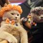 Kontroversi Rencana Anies Razia Kucing dan Anjing di Jakarta, Setuju Nggak?