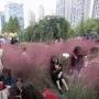 Hamparan Rumput Merah Muda Ini Dirusak Wisatawan yang Mau Selfie