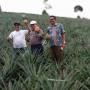 Desa Onan Rungu 1, Ini Kebun Nanas Terbesar di Dunia!