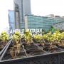 Tanaman di Bundaran HI Banyak yang Mati, Ini Kata Dinas Kehutanan