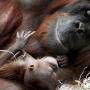 Menolong atau Minta Makan? Kisah Foto Viral Orang Utan di Instagram