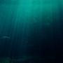 AI Google Dapat Mendengar Suara Misterius Bawah Laut