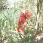 Mau ke Pasar, Warga Dikejutkan Suara Tangis Bayi di Semak-semak