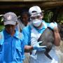 Ribuan Babi Mati di Sumatera Utara, Terinfeksi Flu Babi Afrika?