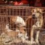 Buntut Wabah Virus Corona, Wacana Larangan Makan Anjing Heboh di China