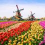 Bukan Belanda, Ini Lho Negara Asal Bunga Tulip