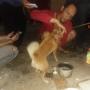 Tak Bertuan, Anjing Mongrel Milik Gaban Kini Diungsikan