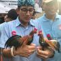 Namai Ayam Jago Owi - Owo, Sandiaga: Bukan Diadu, Tapi Pelukan