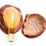 3 Manfaat Argan Oil untuk Kulit Wajah