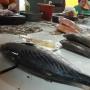 Dampak Cuaca Buruk, Harga Ikan di Batam Naik