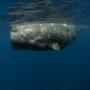 Miris, 100 Kilogram Sampah Ditemukan dalam Perut Paus Sperma
