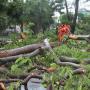 Hujan Deras, Pohon Tumbang di Jalan Jenderal Sudirman