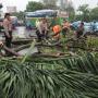 Hujan Deras di Depok, Pohon Tumbang Sampai Mobil Ringsek