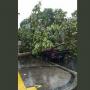 Pohon Tumbang Timpa Mobil di Depan Kantor Bawaslu