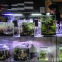 Cara Membuat Aquascape Murah yang Bisa Dilakukan Sendiri di Rumah