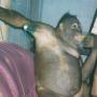 Pony, Orangutan Kalimantan Dijadikan PSK, Begini Kondisinya Saat Ini