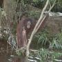 6 Fakta Pony, Orangutan yang Dipaksa Jadi PSK: Pembebasannya Dramatis!
