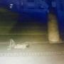 Pocong  Jatuh dari Lantai 2 Masjid, Kaki dan Tangan Patah