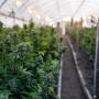 Siap IPO, Perusahaan Ganja Asal Australia Sasar Pasar Eropa