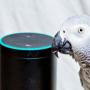 Kocak, Burung Beo Ini Belanja Lewat Alexa Amazon