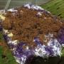Lezatnya Puto Bumbong Filipina Mengingatkan pada Kue Putu