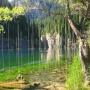 Bikin Takjub, Hutan Tumbuh dalam Danau Kaindy di Kazakhstan