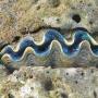 Sensasi Menikmati Kima, Kerang Raksasa Khas Raja Ampat Papua