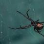 Ouch, Gigitan Laba-Laba Black Widow Bikin Lelaki Ini Tak Bisa Kencing