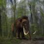 Ilmuwan Temukan DNA Mammoth Tersembunyi di Pernak-pernik Gading Ilegal
