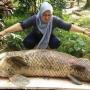 Ikan Raksasanya Mati, Pemilik Ramal Akan Ada Peristiwa Besar di Batam