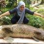 Kesedihan Iringi Kematian Raksasa Sungai Amazon di Mata Kucing Batam