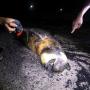 Ikan Duyung Mati Terjerat Jaring, Oleh Nelayan Dagingnya Dibagi-bagi