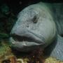 Menyeramkan Mirip Monster, Ikan Atlantic wolffish Ini Hampir Punah