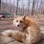 Mengunjungi Zao Fox Village, Desa yang Dihuni Rubah Perak Menggemaskan