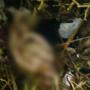 Bayi Dibalut Karung Beras dan Dikubur Hidup-hidup di Kuburan Kober