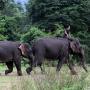 TKI Terbunuh karena Diinjak Gajah di Malaysia