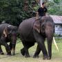 Hutan Terbakar, Kawanan Gajah Liar Lari ke Kebun Sawit Warga
