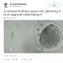 Viral! Nano Robot Ini Bisa Temukan Sperma dan Antarkan ke Ovum
