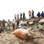 Bangkai Dugong di Pantai Jembatan Kuning Gegerkan Warga Karimun