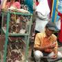 Pedagang Burung Pipit Dapat Berkah di Tahun Baru Imlek